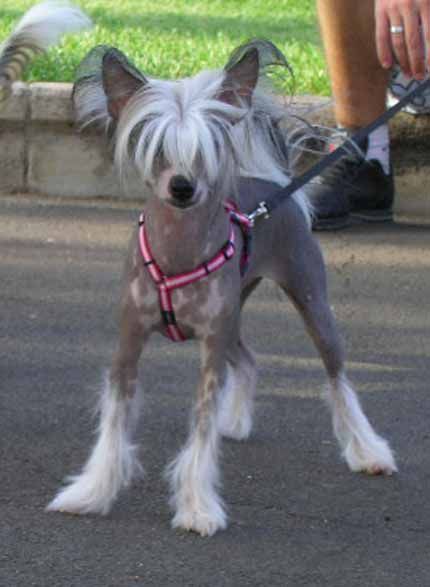 Roberta de la Kassina