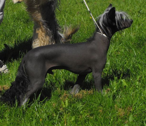 Tiffabellz Gorgeous Little Prince