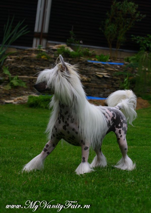 Olegro Katrin Run At High Speed