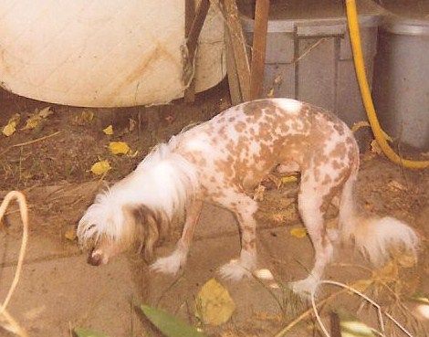 Hairicane Wilson Daretobare