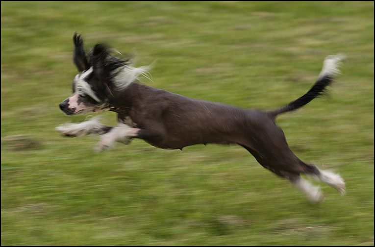 Petit Chaperon rouge Avokaduh