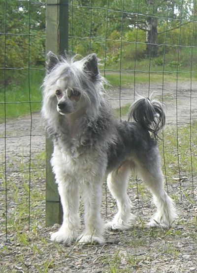 Meadowwood's Enchanting Elvis