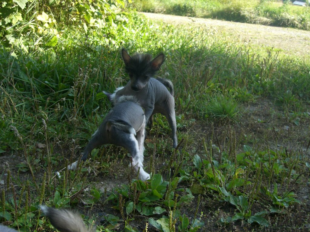 Meadowwood's She's The One 