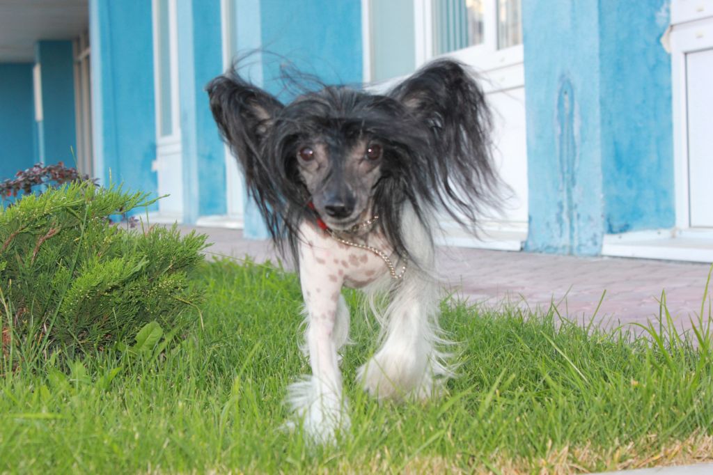 Rovanni Djekattolo Orsi for Gallurius