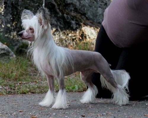 Joyway's Sun Dance Kid