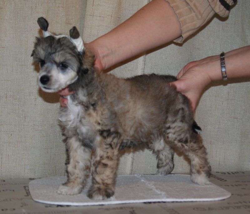 Joyway's Sleeping Sun