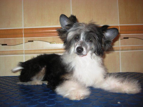 Quinta Essentia Avokaduh