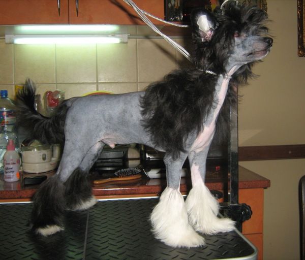 Milagro Mago Mali Zmaj