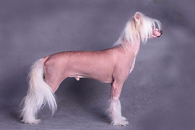 Utrenniy Breeze Krismas Forvord