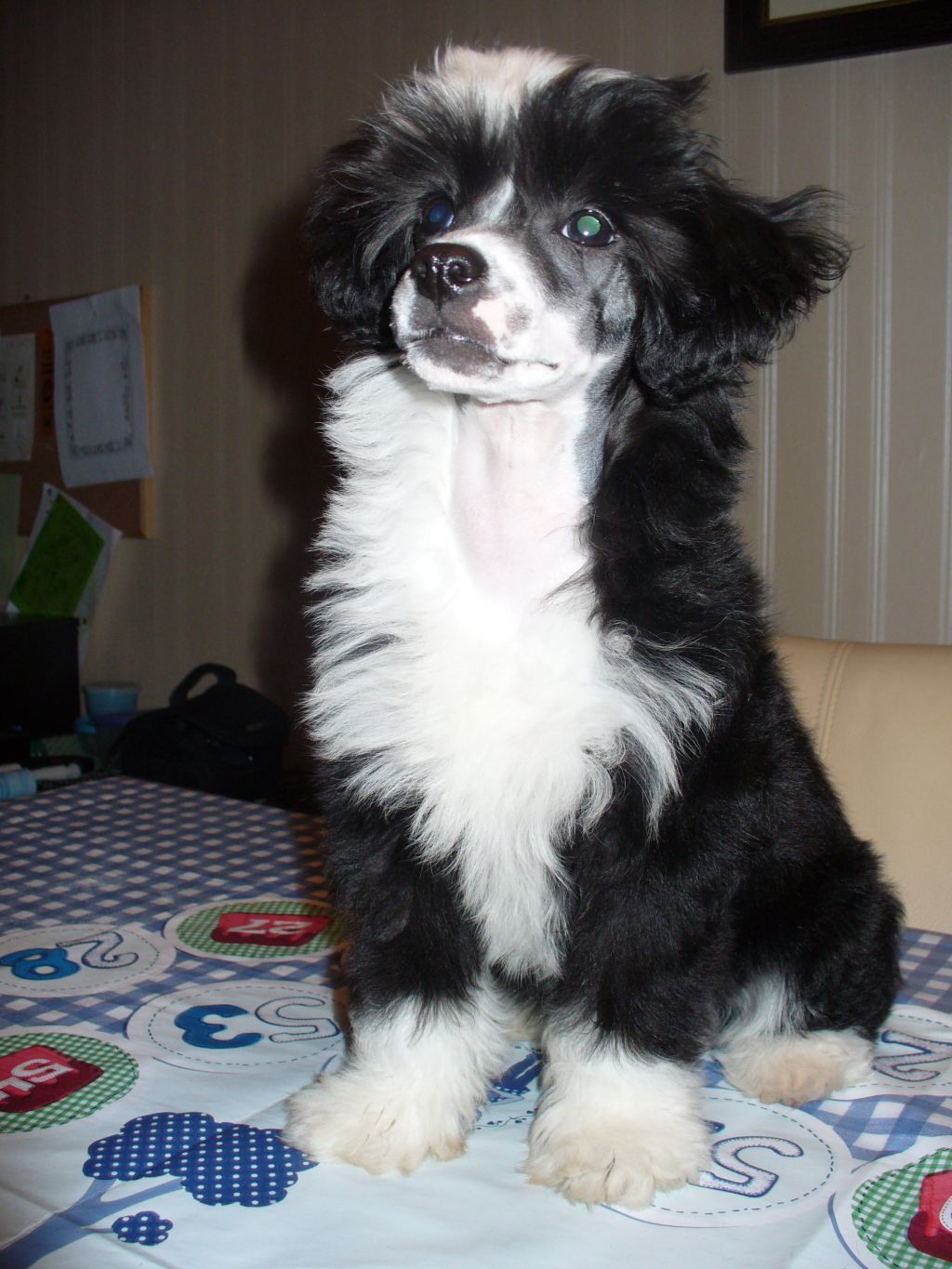 Secret Love of Roxy's Pride