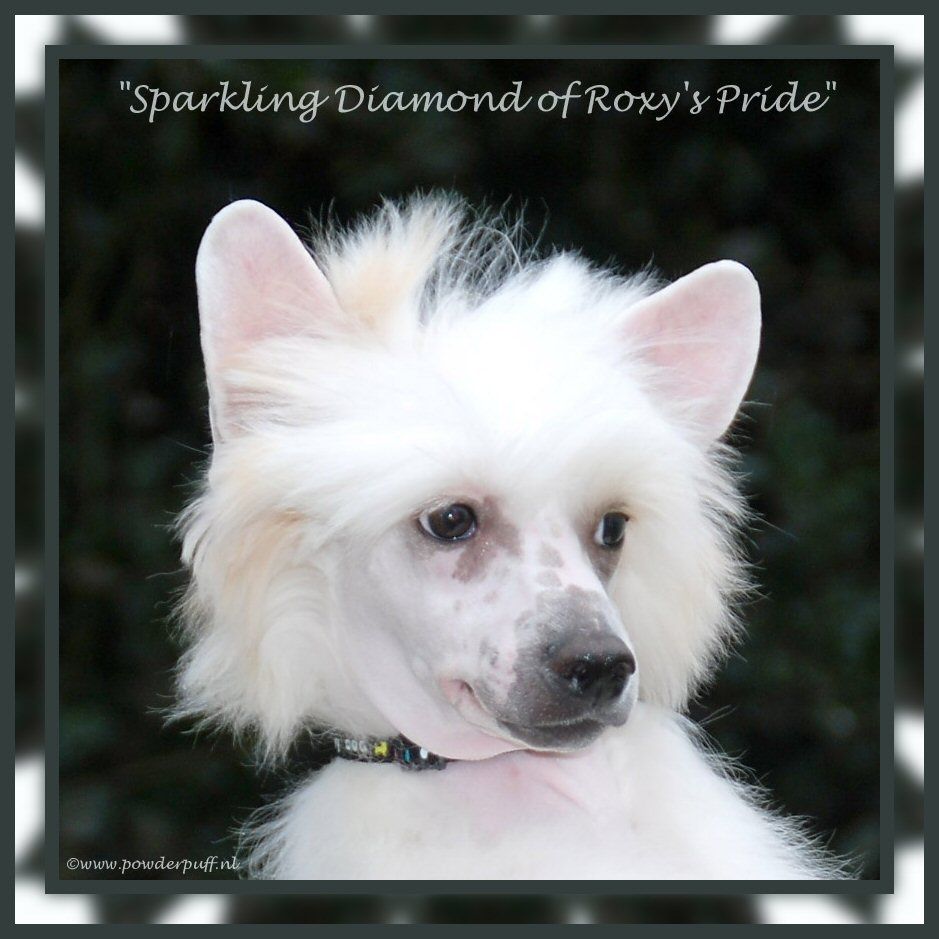 Sparkling Diamond of Roxy's Pride
