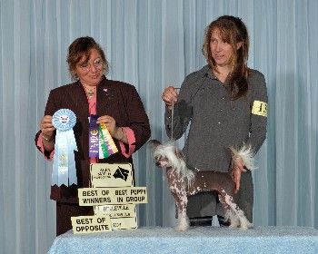 Nu Poil's Sanghila Pit Cat So