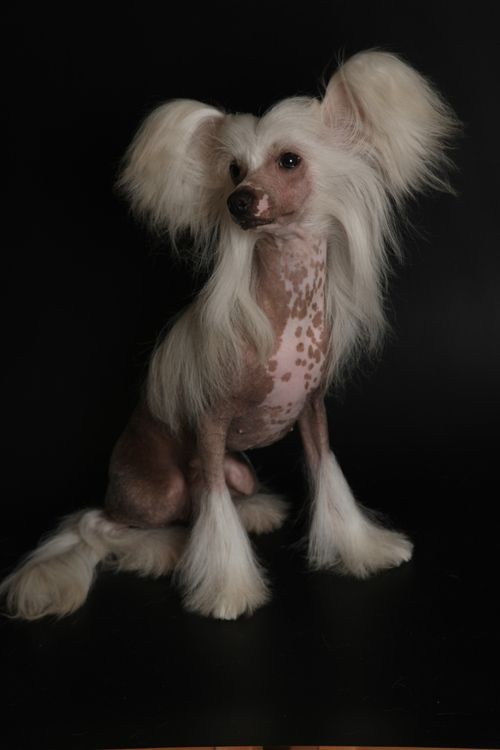 Russkiy Samurai Fialka Monmartra