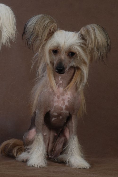 Fantastik Kashmir Britni My Chans