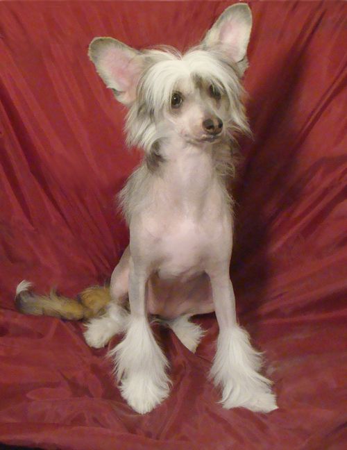 Fantastik Kashmir Djulia Bel