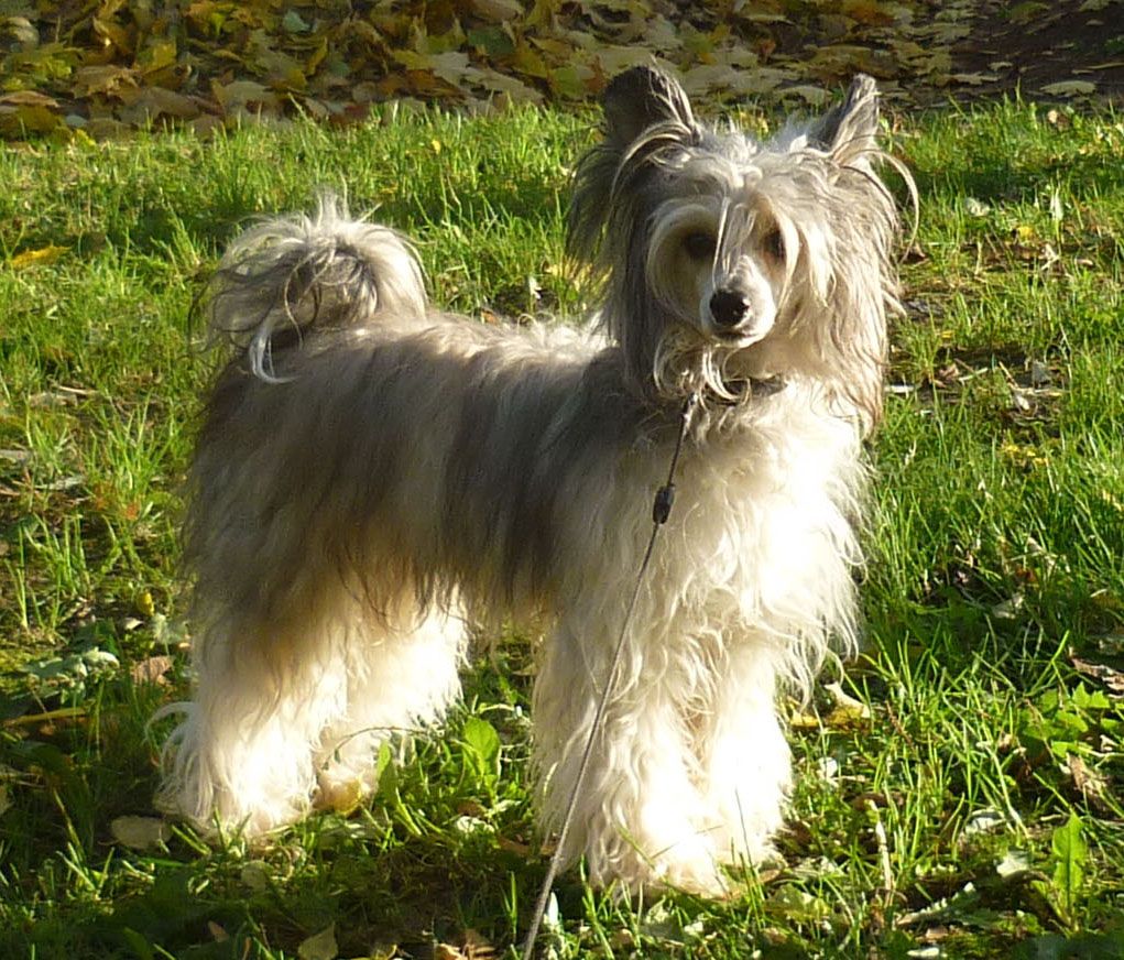 Angel O' Check Corolevskii Kapriz