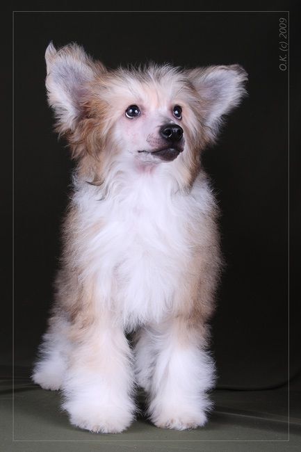 Angel O' Check Cosmicheskaya Fantasia