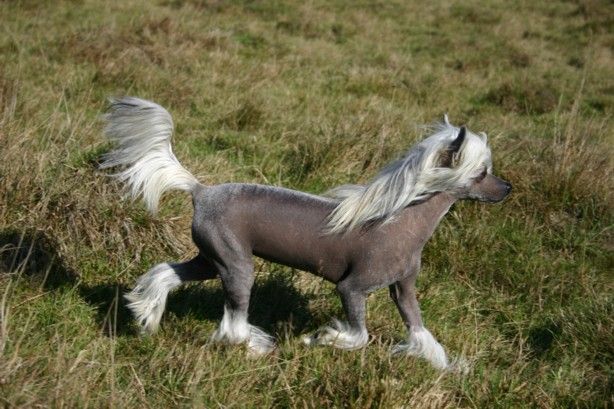 Hua Chi Te Little Champs