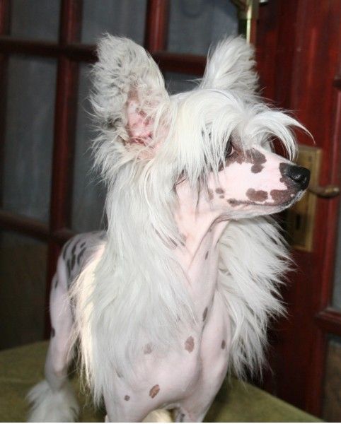 Candycresteds Show Stopper