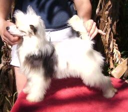 Kalan Earlylite Chrystal Illusion