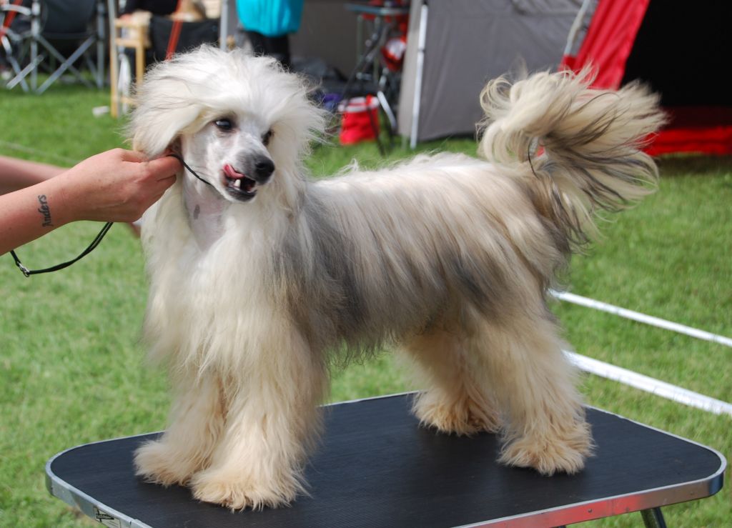 Zaffe's Figaro Tinus