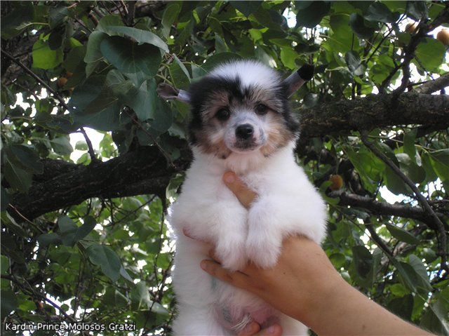 Kardin Prinse Molosos Gratzi