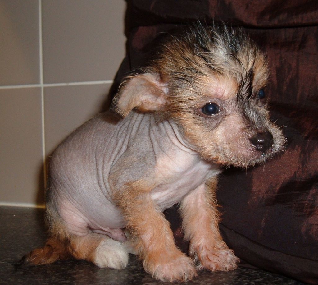 Didbairn Crazy Child