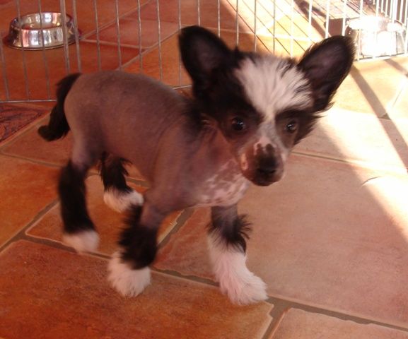 Elsanta Magická Noc