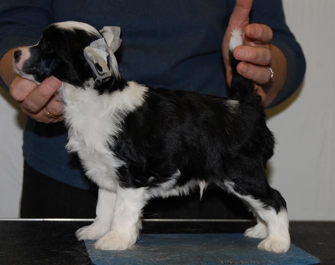 Crestyle Made You Look