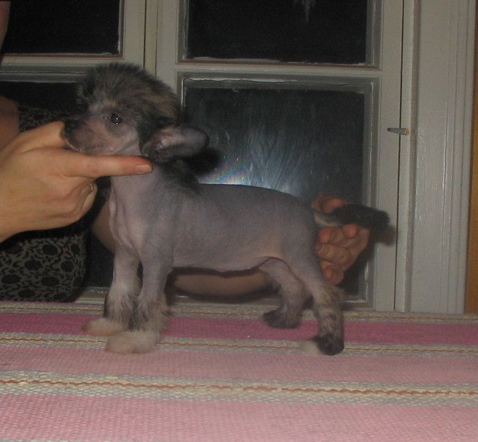 Viuvaun Päivänsäde