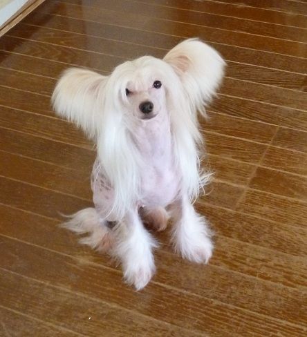 Rino Anne JP Beaming Ichigo