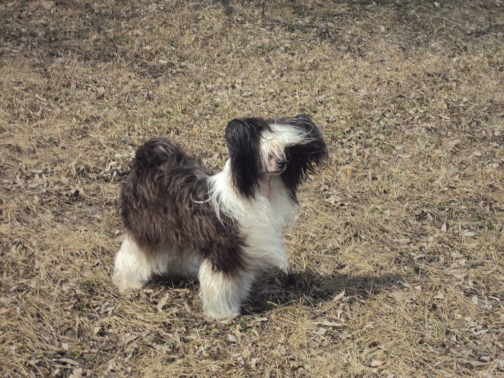 Manhettan Black Jeck