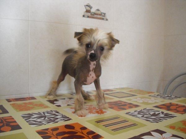 Exacte de le Chien Bourjois