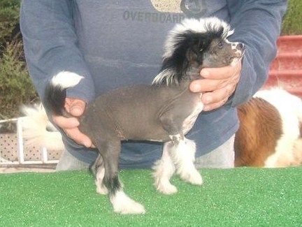 Boira de le Chien Bourjois