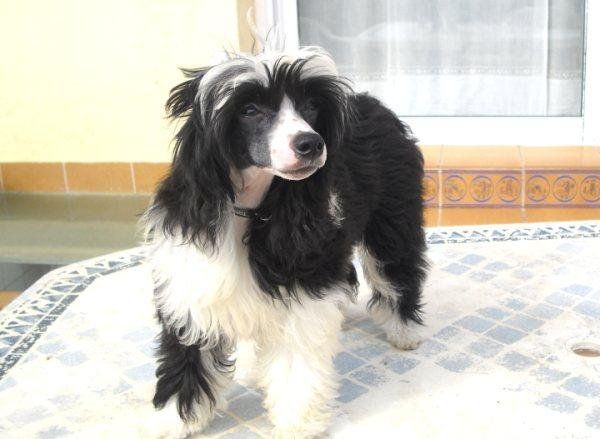 Bruixa de le Chien Bourjois