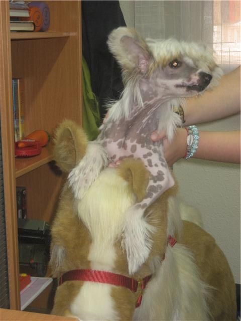 Rumba de le Chien Bourjois