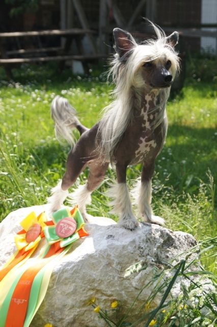 Royal Lily ze Zatopené chajdy