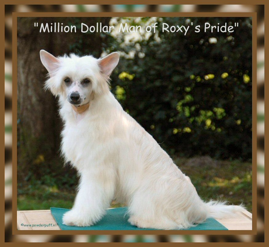 Million Dollar Man of Roxy's Pride