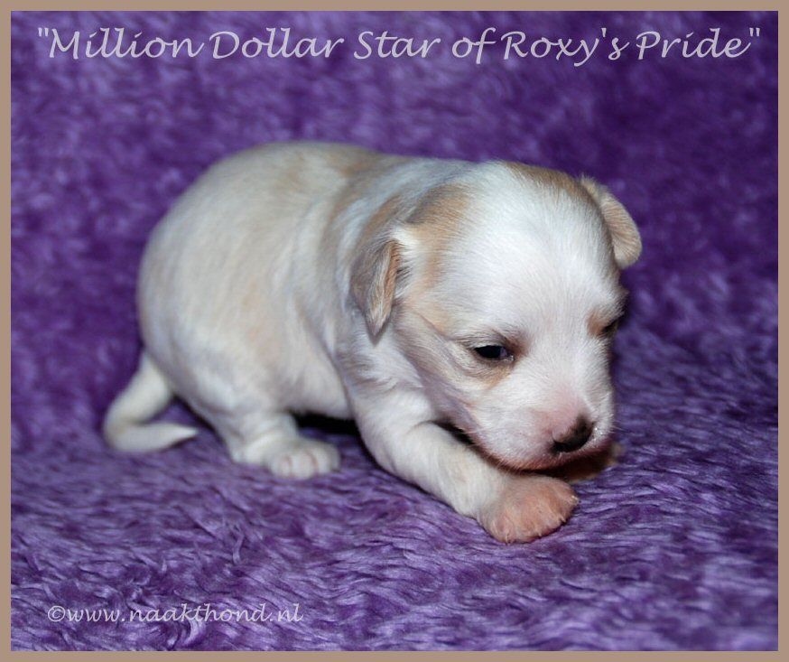 Million Dollar Star of Roxy's Pride