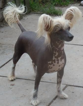 Million Dollar Baby of Roxy's Pride in Scherzando