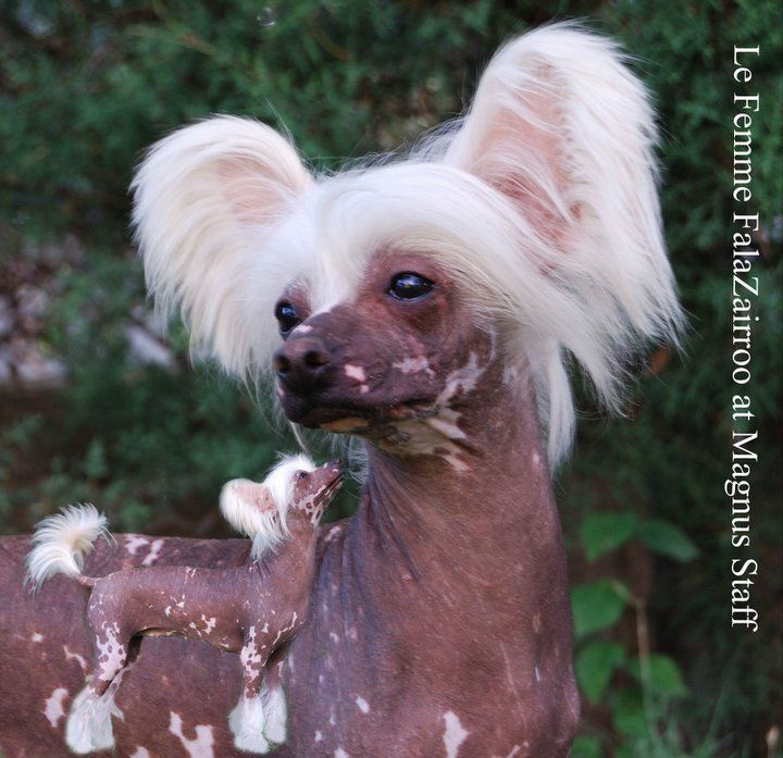 Le Femme FalaZairroo at Magnus Staff