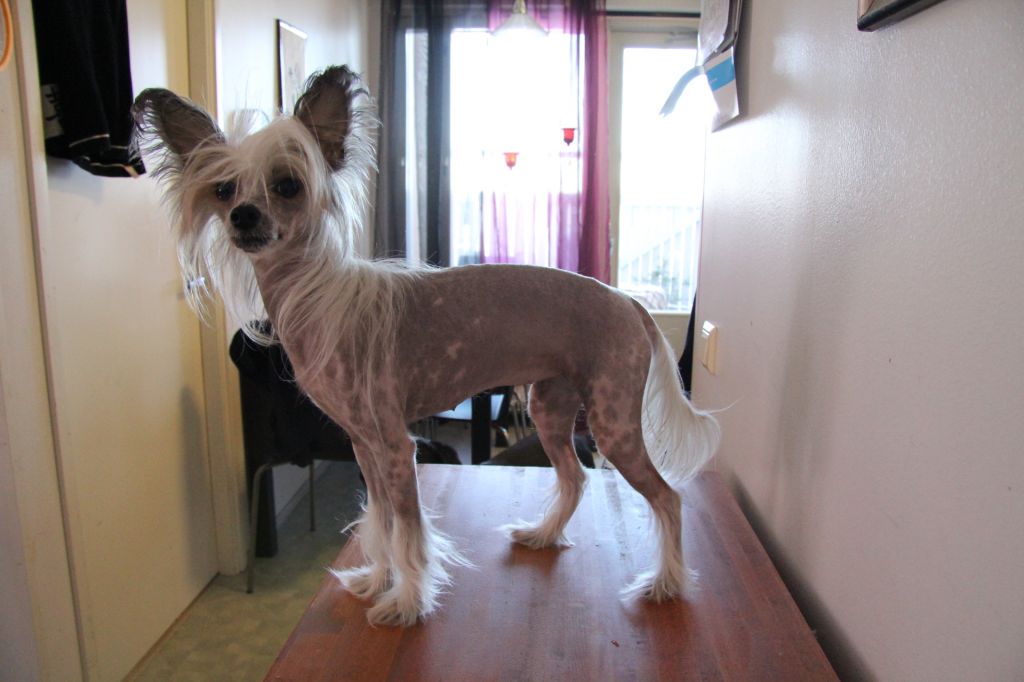 Fiabella's Blair Waldorf