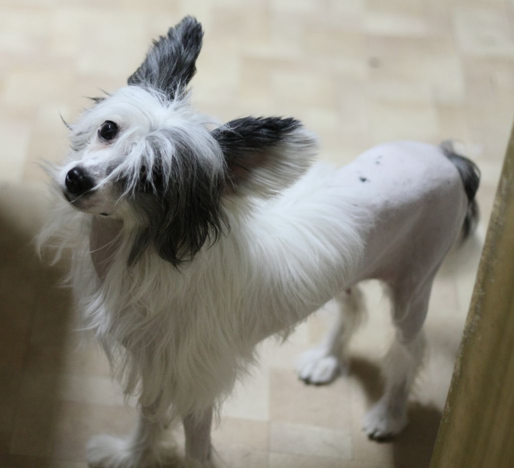 Yasnaya Lunnaya Dorozka