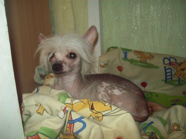  Male Hairless