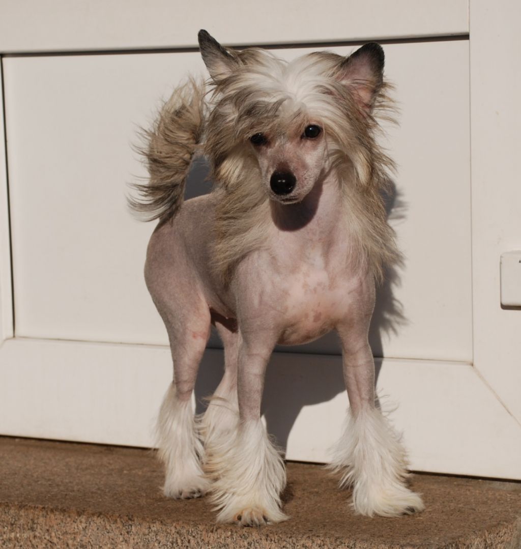 Golden Diamond Cresteds Honeybrowne