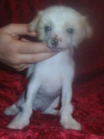 Nyu Art Yekten'ya Blondinka v Shokolade