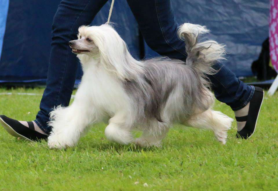 Russkiy Samurai Chandra