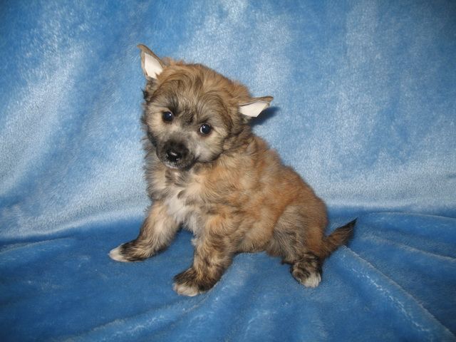 Like You Vita Kung Fu Panda