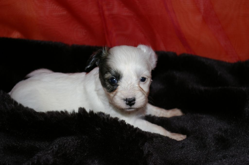 Bjela vom siebten Himmel