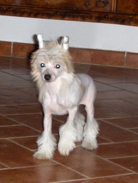 Lady Ml Eternal Flame